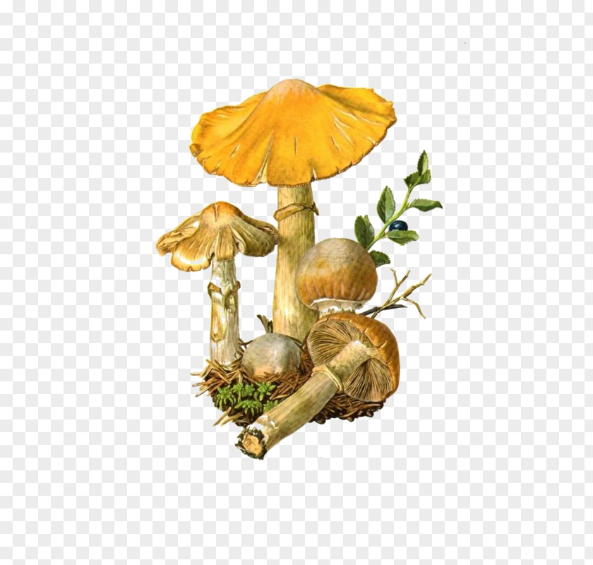 Mushroom Edible Fungus Amanita Muscaria Suillus Luteus PNG