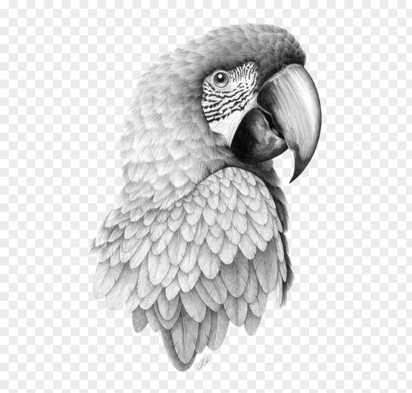 Parrot Head Bird Drawing Pencil Sketch PNG