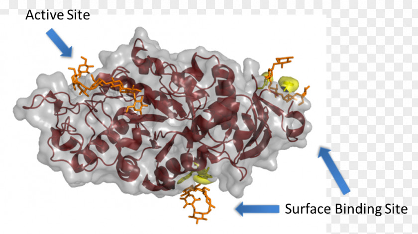 Alpha-amylase Active Site Binding Enzyme PNG