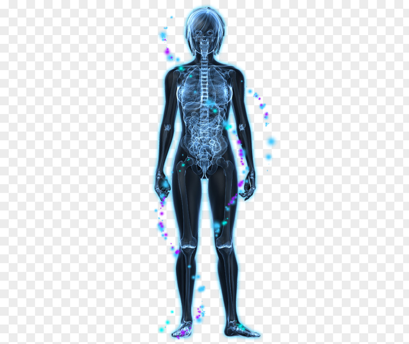 Feminine Body Vagus Nerve Parasympathetic Nervous System Autonomic PNG