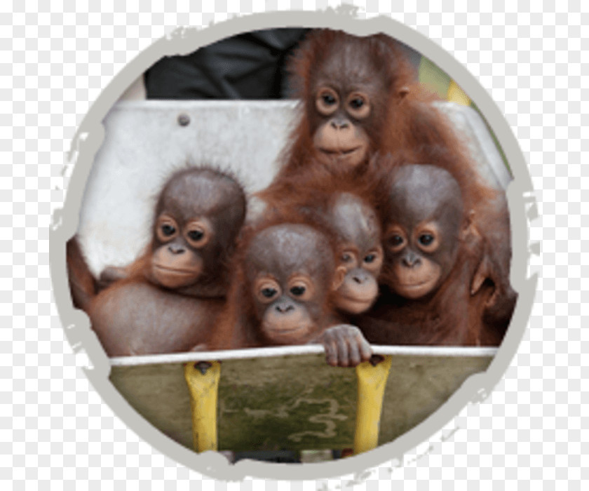 Monkey Sepilok Orang Utan Rehabilitation Centre Orangutan Rescue Baby Primate Orphanage PNG
