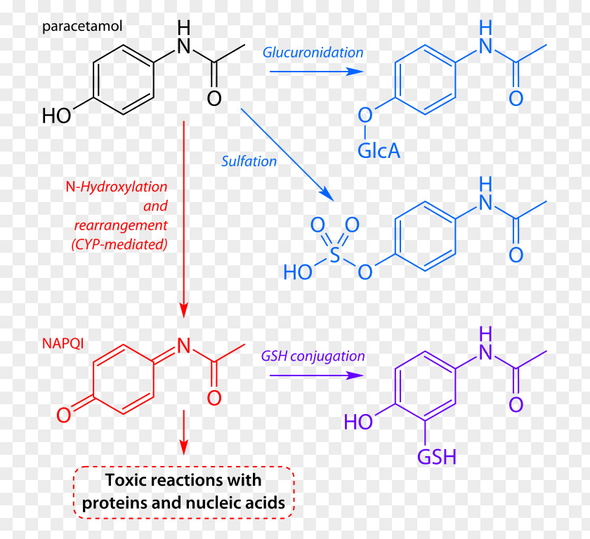 Napqi Acetaminophen NAPQI Acetylcysteine Paracetamol Poisoning Pharmaceutical Drug PNG