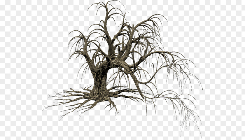 Drawing Trees Image Tree Clip Art Twig PNG