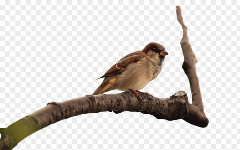 Emberizidae Cuckoo Bird Beak Sparrow House Perching PNG