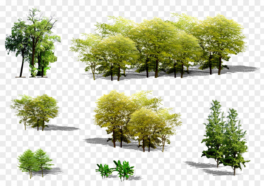 Green Trees Tree Euclidean Vector Plant PNG