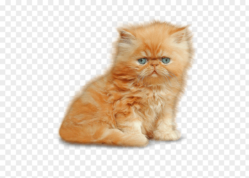 Kitten Siamese Cat Ragdoll Persian Birman PNG