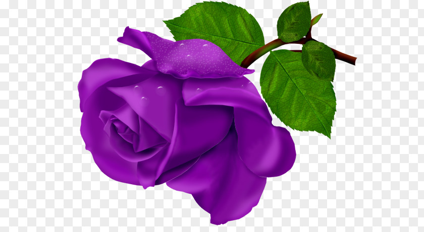 Purple Rose Bouquet Beach Flower PNG