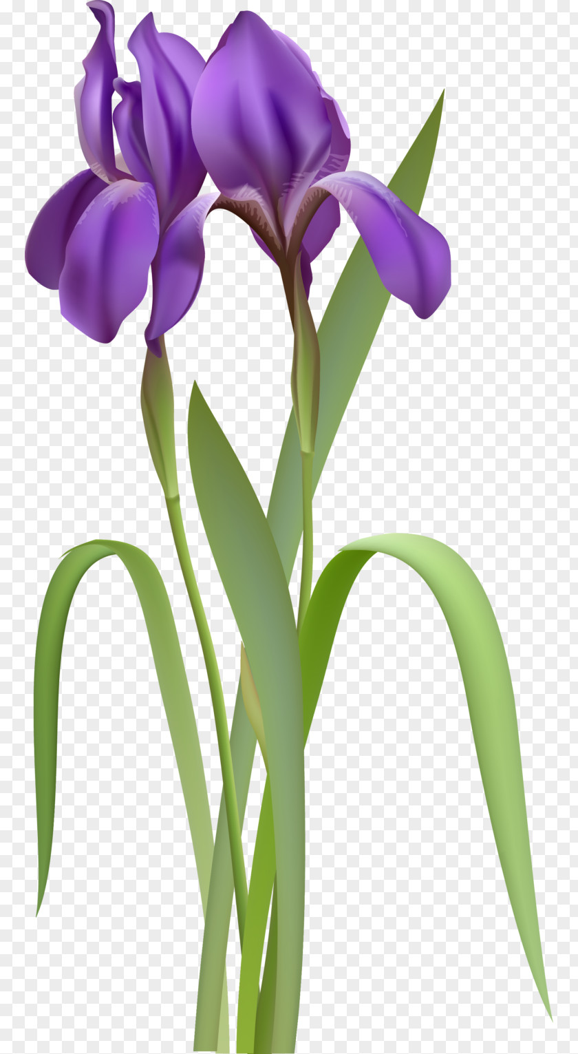 Unlimited Clipart Iris Flower Data Set Clip Art PNG