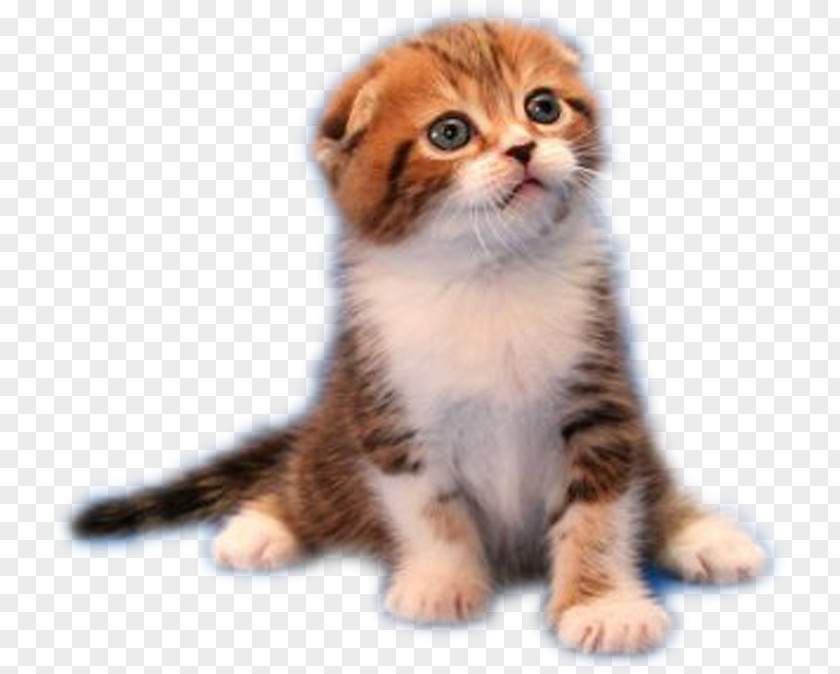 Cape Cat Kitten Puppy PNG
