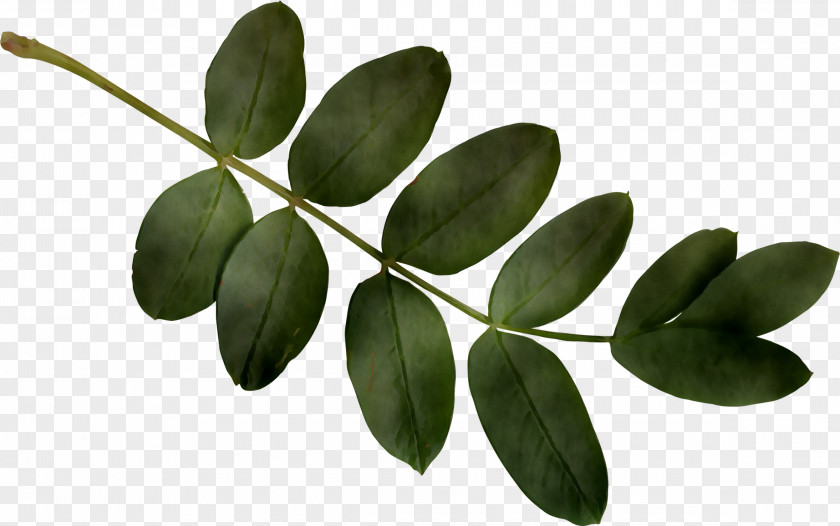 Leaf Plant Stem Plants PNG