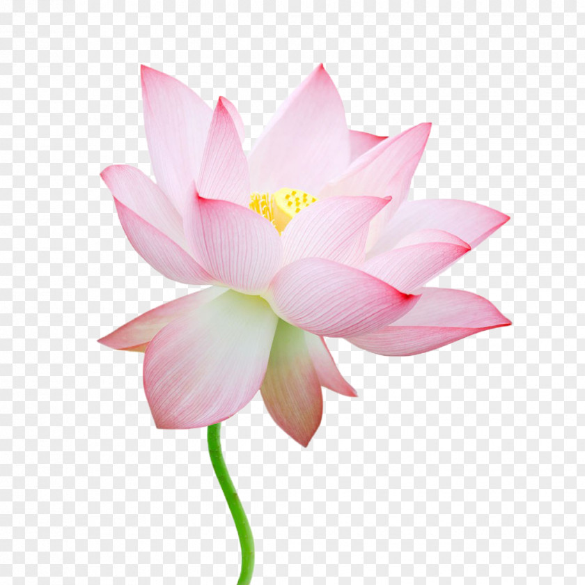 Lotus Nelumbo Nucifera Stock Photography Royalty-free PNG