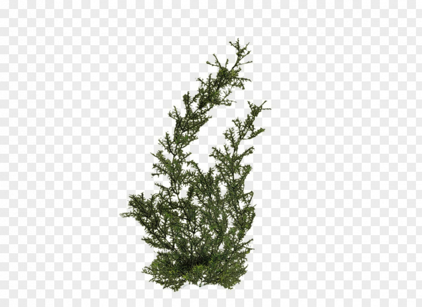 Plants Hd Plant Tree PNG