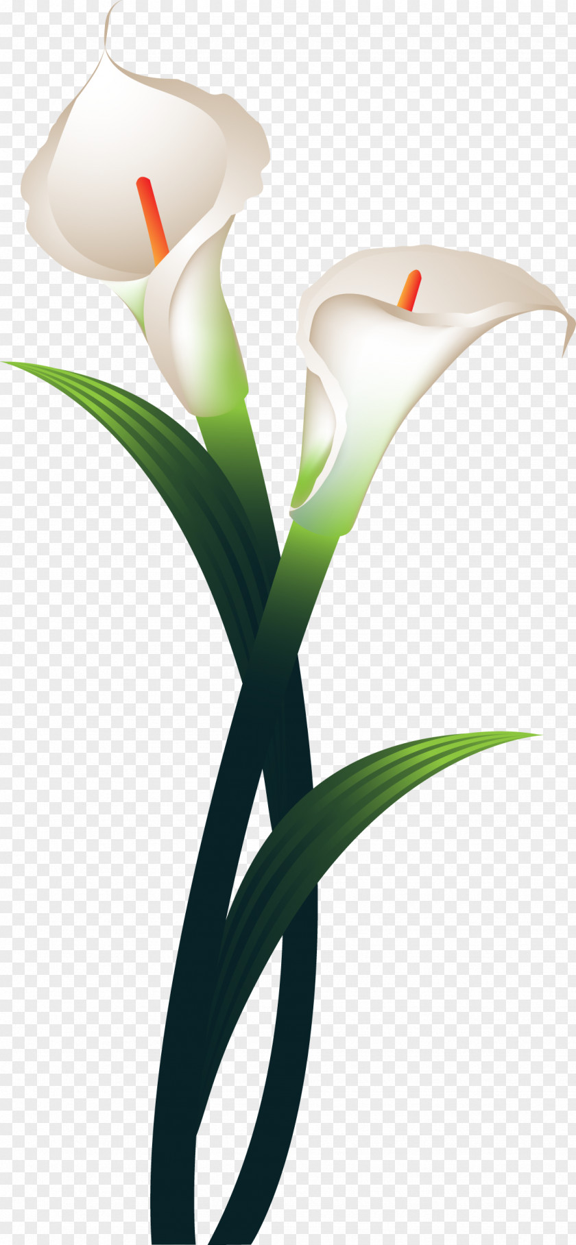 Callalily Flower Daffodil Plant Stem PNG
