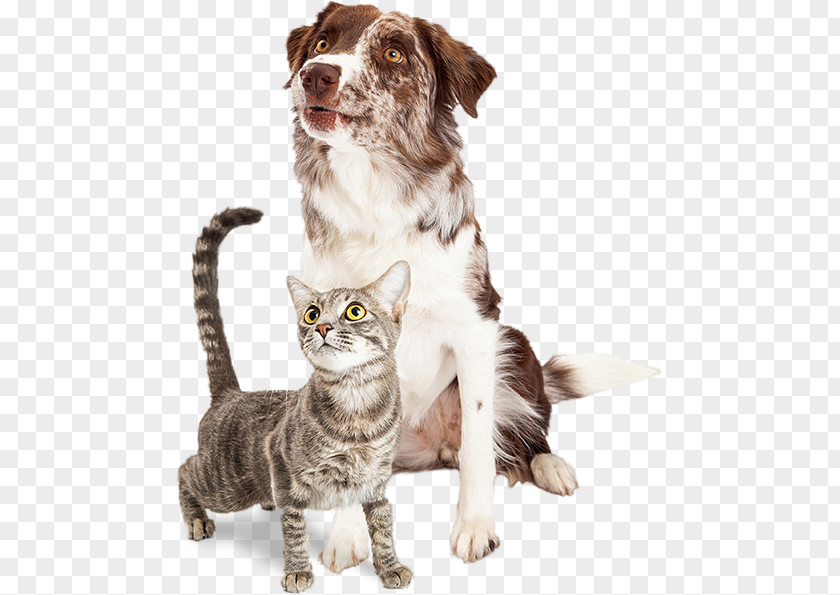 Cat Whiskers Dog–cat Relationship Border Collie Pet Sitting PNG