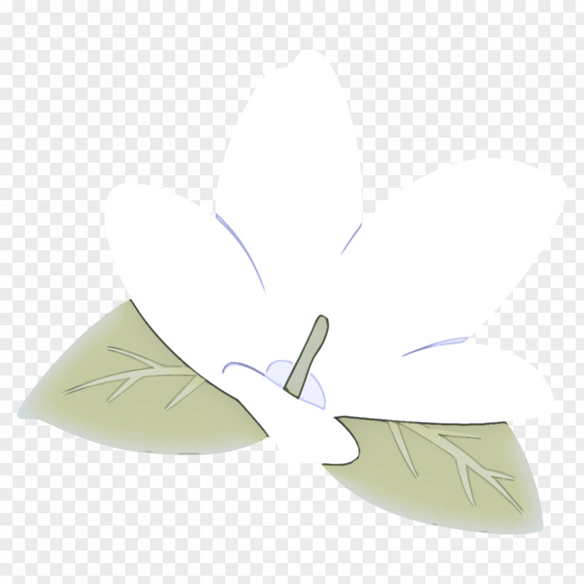 Feather Plant PNG