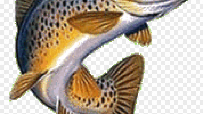 Fish Brown Trout Rainbow Clip Art Brook PNG