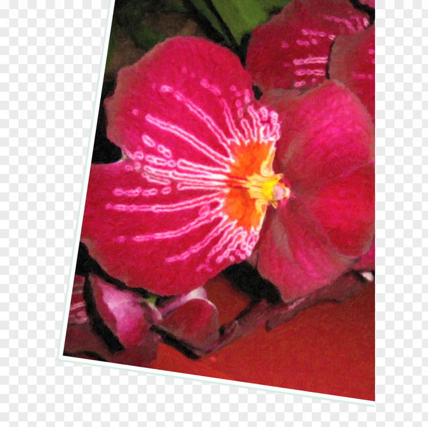 Hibiscus Magenta Herbaceous Plant PNG