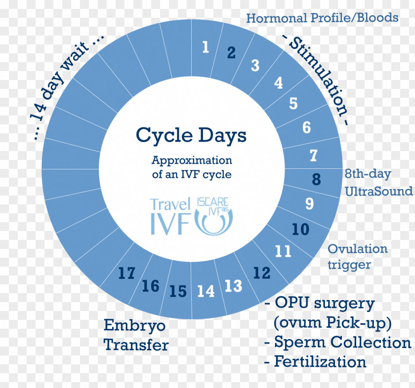 In Vitro Fertilisation Egg Donation Embryo Transfer Menstrual Cycle Ovary PNG