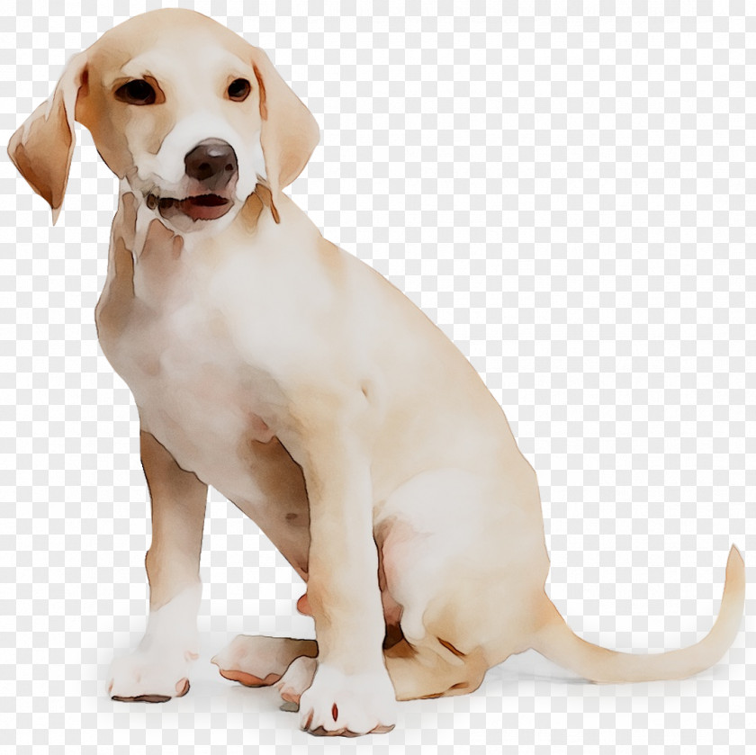 Labrador Retriever English Foxhound American Harrier Puppy PNG