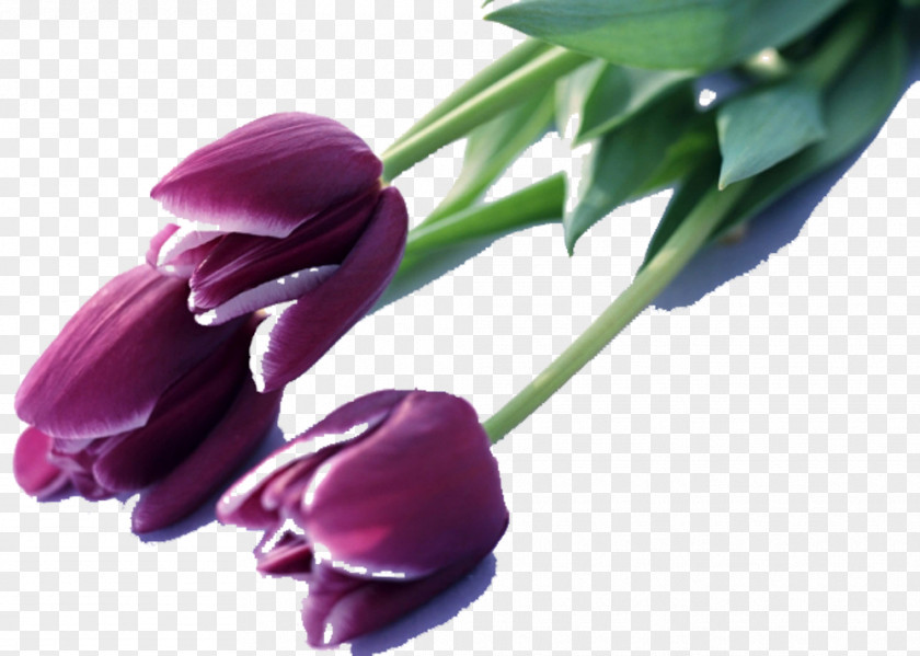 Queen Of The Night Tulips Picture Material Indira Gandhi Memorial Tulip Garden Mania Flower Purple PNG