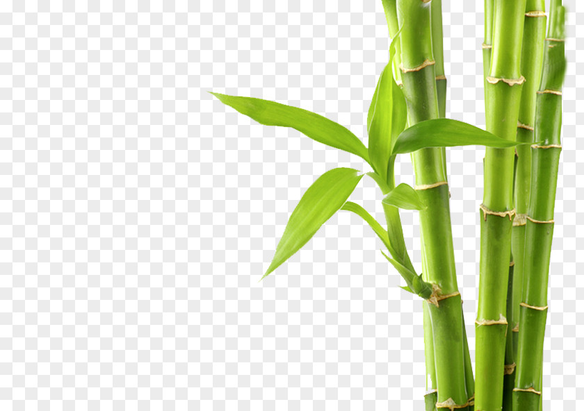 BAMBOO BACKGROUND Tropical Woody Bamboos Stock Photography Royalty-free PNG