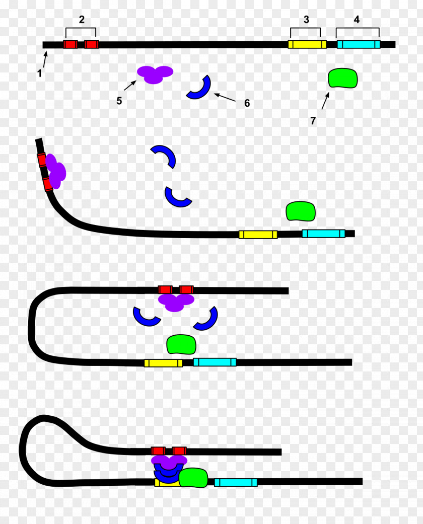 Chain Gene Enhancer Transcription Factor Nucleic Acid Sequence DNA PNG