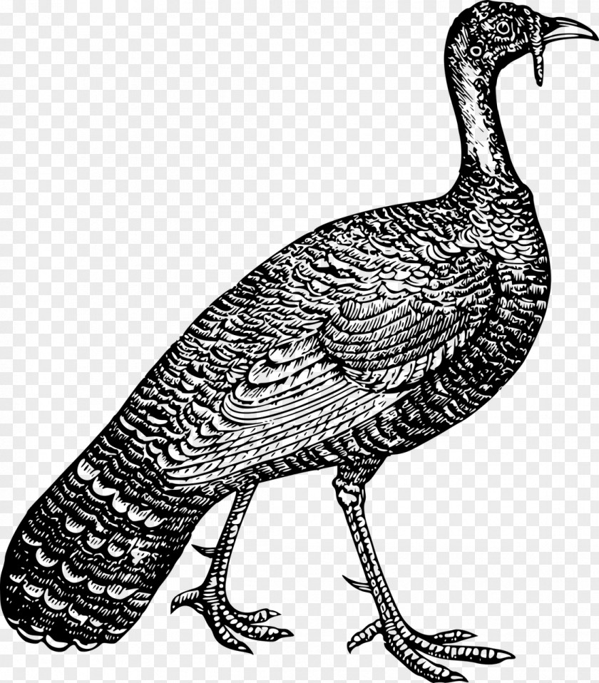 Duck Turkey Leghorn Chicken Plymouth Rock Poultry Fowl PNG