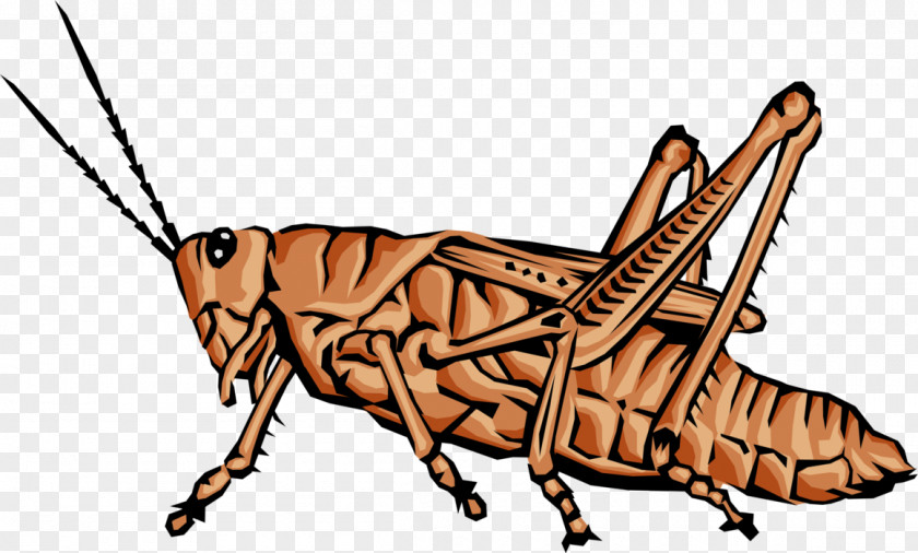 Grasshopper Animal Invertebrate Spider Beetle PNG