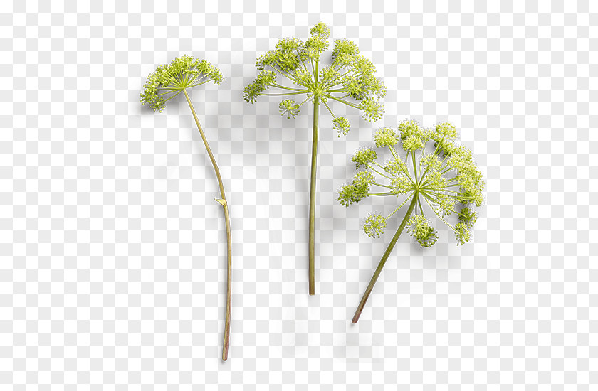 Leaf Herb Apiaceae Parsley Plant Stem PNG