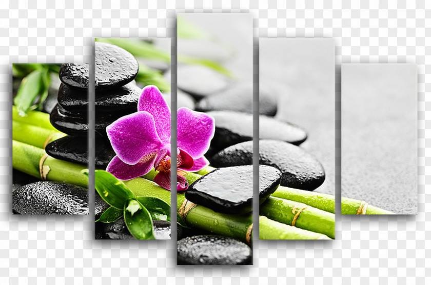 Multiple System Atrophy Moth Orchids Pebble Tableau Paper PNG