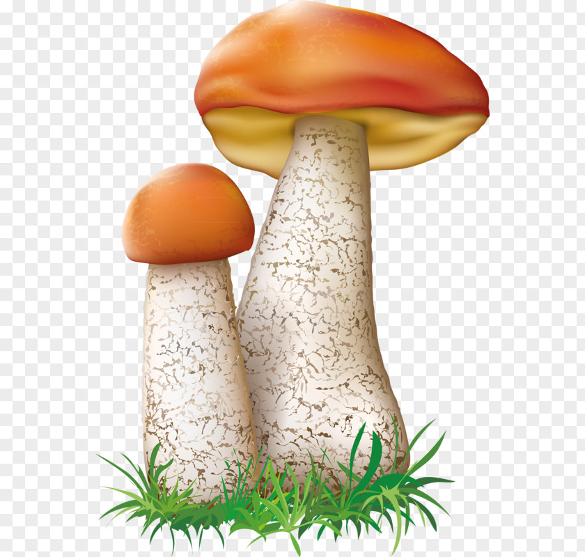 Mushroom Fungus Botanical Illustration PNG