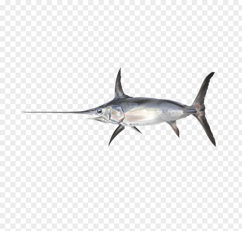 Receita Peixe Espada Swordfish Photography Shark Sailfish PNG