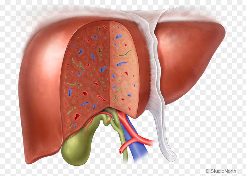 Ear Liver Fetal Circulation PNG