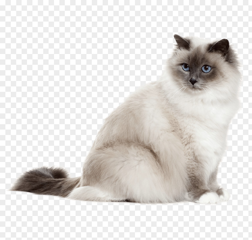 Kitten Birman Siamese Cat Persian Tonkinese PNG