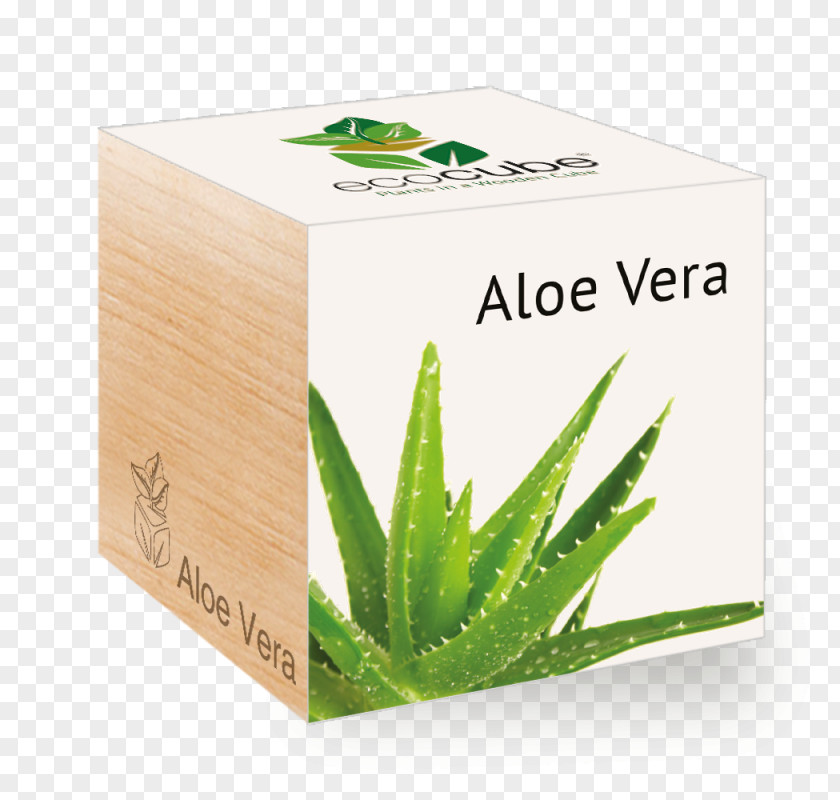 Plants Aloe Vera Cube GROW Tree PNG