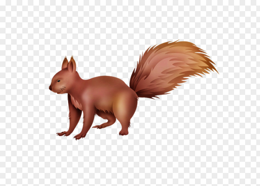 Squirrel Red Fox Cartoon PNG