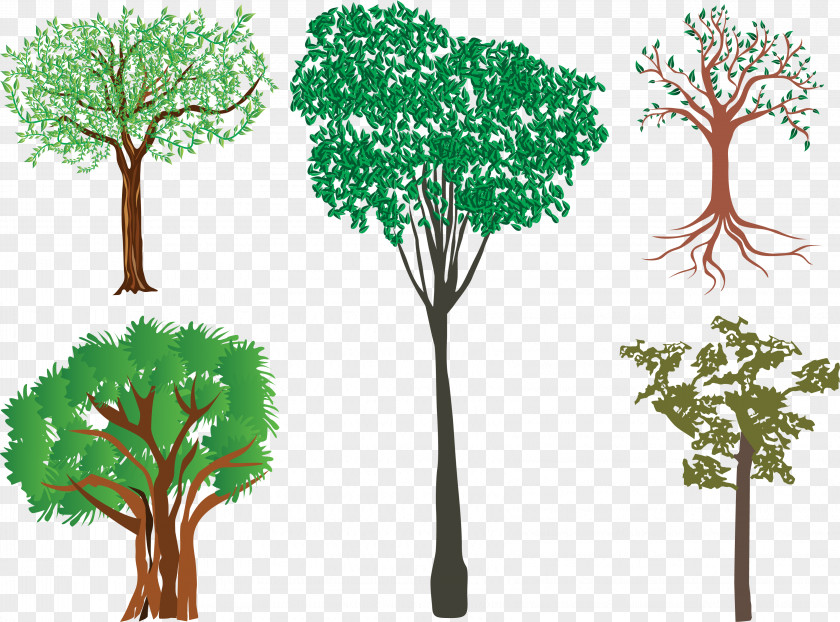 Tree Illustration Branch Vector Graphics PNG