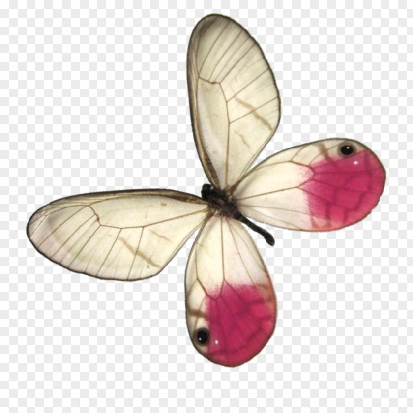 Watercolor Butterfly Insect Pollinator PNG