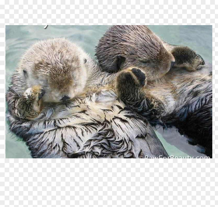 A Feeding Bottle Lying On One Side Sea Otter Puppy Weasels Eurasian Cuteness PNG