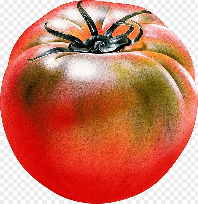 Tomato Image Marker Pen Paper Fruit Copic PNG