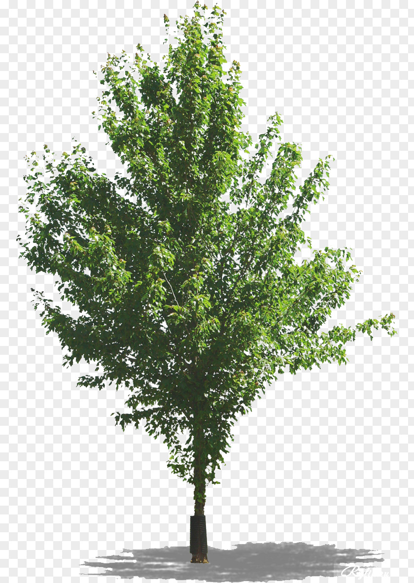 Tree Transparency And Translucency Clip Art PNG