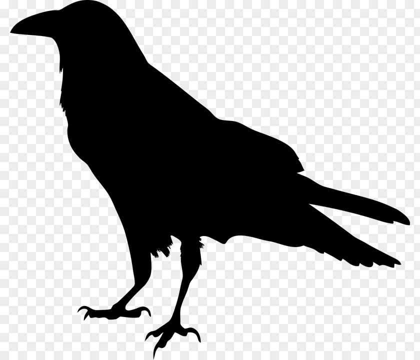 Vogelschwarz American Crow Common Raven Silhouette Clip Art PNG