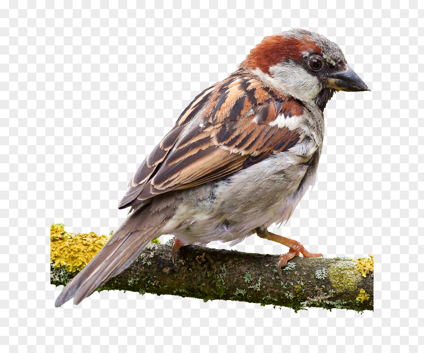 Eat House Sparrow A Bird Watcher's Guide To Sparrows American The Identification And Natural History Of United States Canada PNG