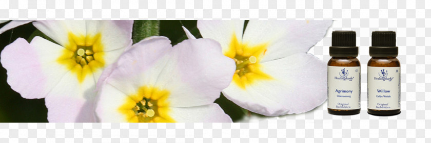 Healing Herbs Floral Design Cut Flowers GmbH PNG