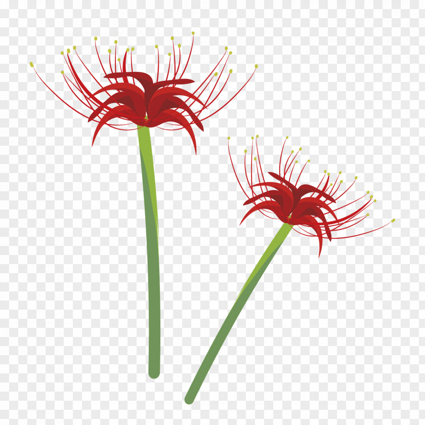 Omar Hana Illustrator Illustration Red Spider Lily Design Transvaal Daisy PNG