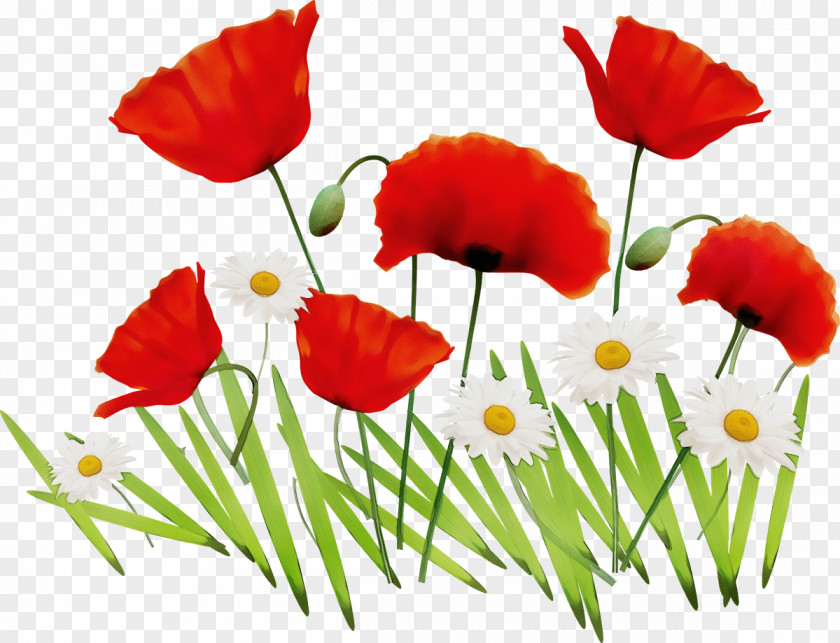 Poppy Family Flowering Plant Flower Red Petal Coquelicot PNG