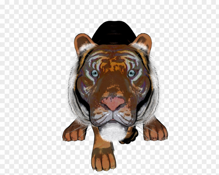 Tiger Big Cat Snout PNG