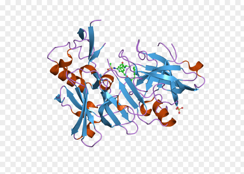Cathepsin Beta-secretase 1 Amyloid Precursor Protein Secretase Beta Enzyme PNG
