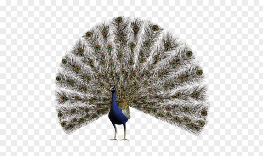 Feather Pavo Asiatic Peafowl PNG