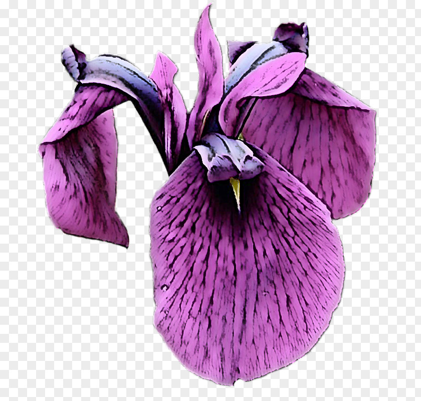 Flower Purple Violet Petal Plant PNG
